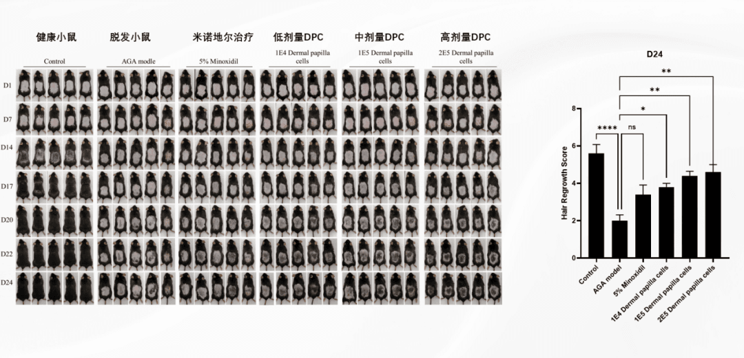 小鼠雄激素性脱发模型中六组毛发再生对比及量化评分
